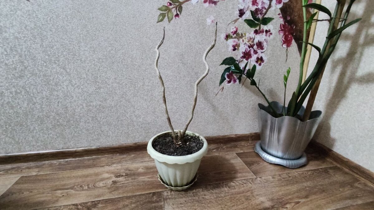 В кашпо по центру - Драцена