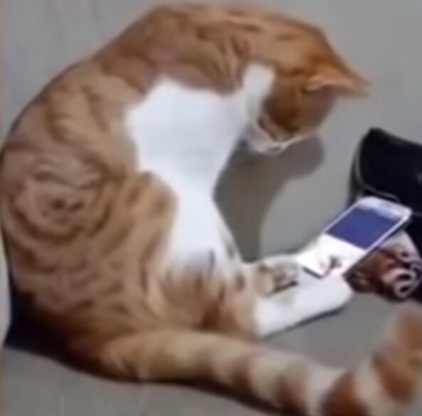 Тот самый рыжий кот, смотрит видео, на котором его хозяин жив и здоров.