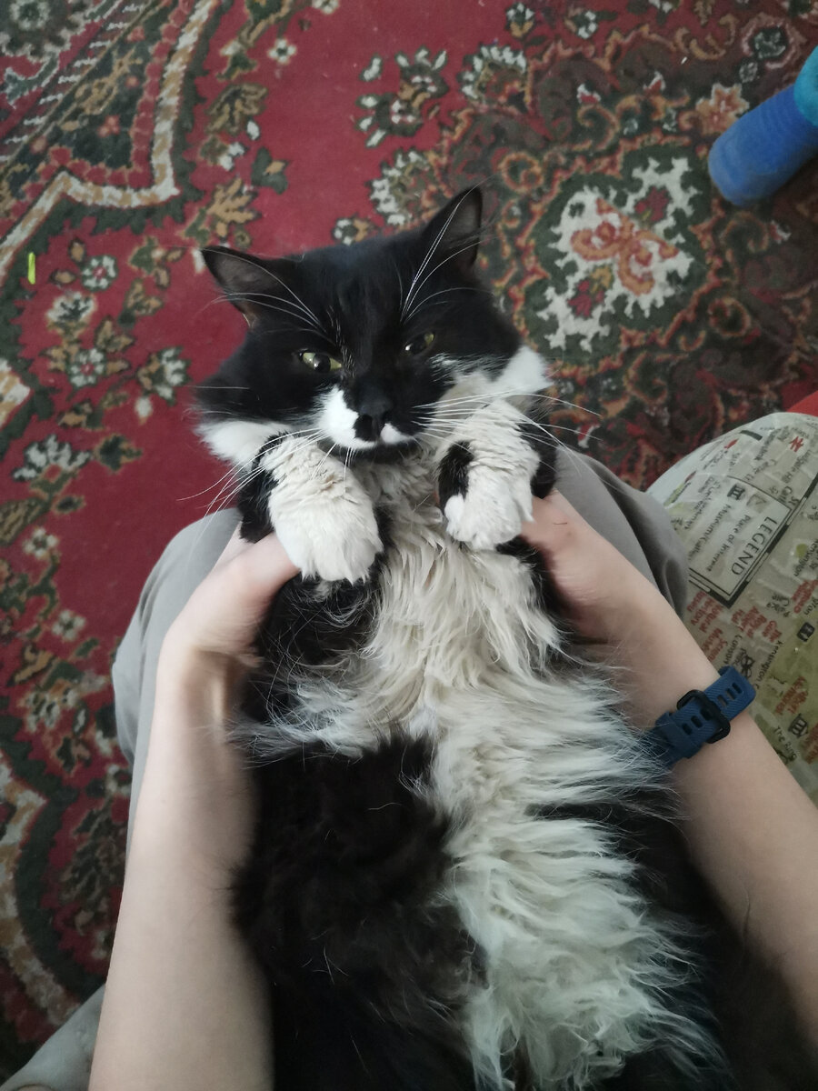 Я кот, у меня лапки