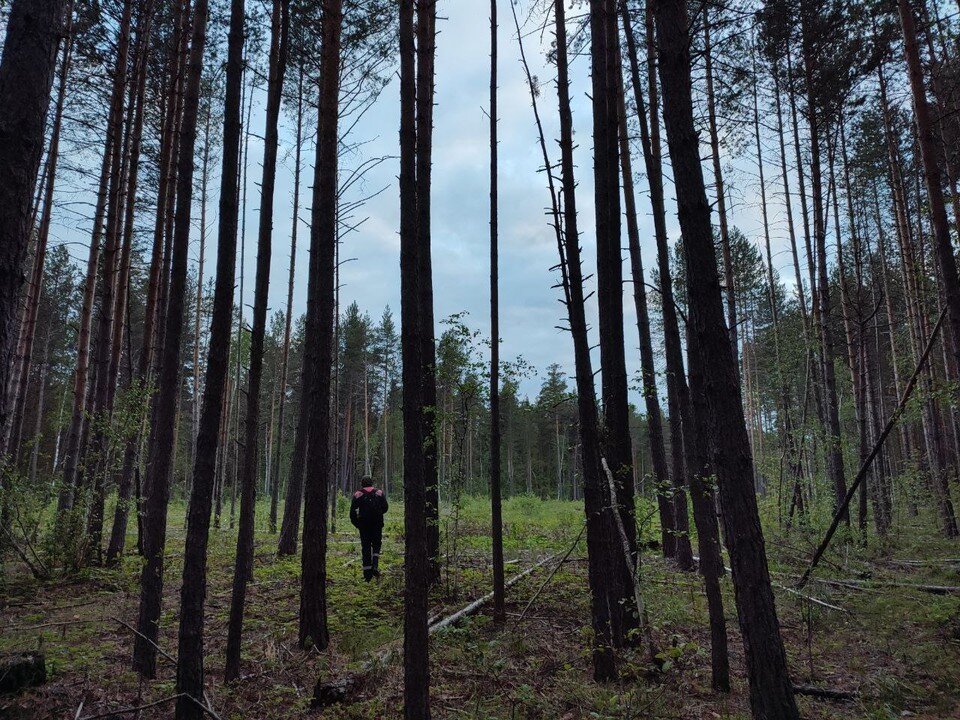    Сотни добровольцев прочесывали лес днём и ночью Мария ВЛАДЫКО