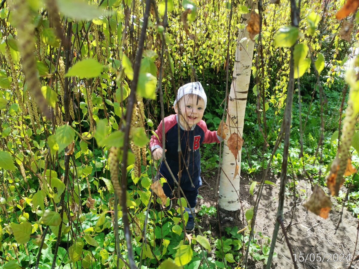 Карликовая плакучая береза