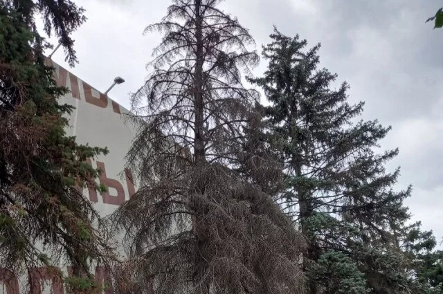    Когда вырубят сухие деревья в Пензе?