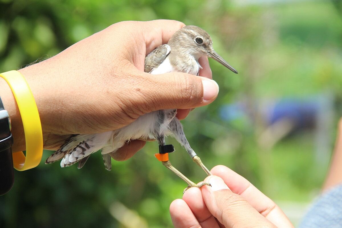 Орнитолог изучает птиц, причем как в полевых условиях, так и в лаборатории📷

