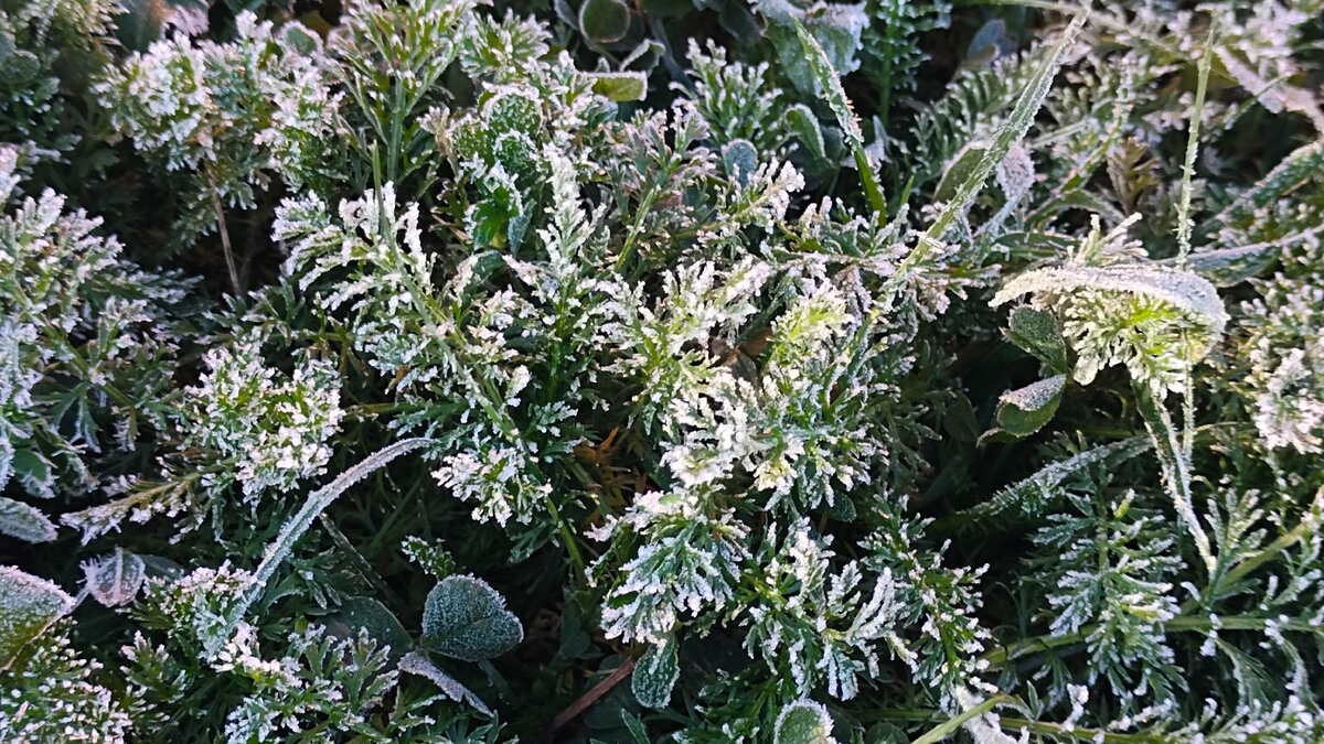 Трава после ночного заморозка с 03 на 04 мая 2024 года 