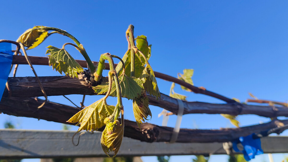 Побеги Фронтенака сразу после заморозка, утром. Все они погибли 