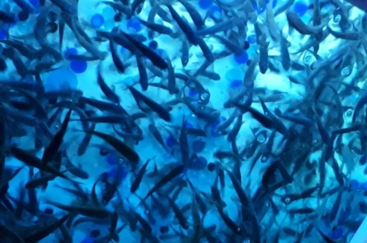    В озеро Тихое в Тюмени выпущено 200 кг ценных пород рыбы