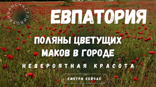 Успей увидеть!!!! Поляны цветущих маков в Евпатории.