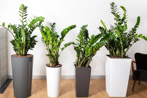 замиокулькас в интерьере