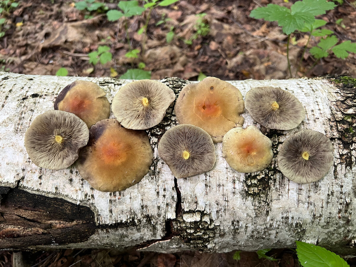 Ложноопенок серно-желтый (Hypholoma fasciculare)