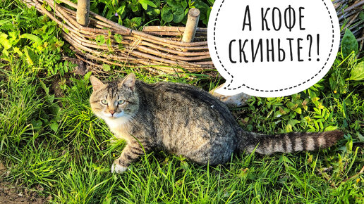 Кошка Морошка готовит завтрак и угощает кота Пуаро свежей мышкой