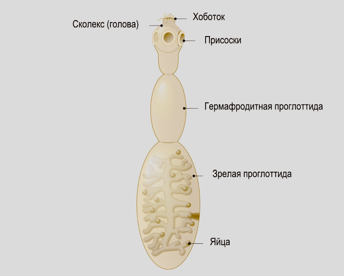 Строение эхинококка