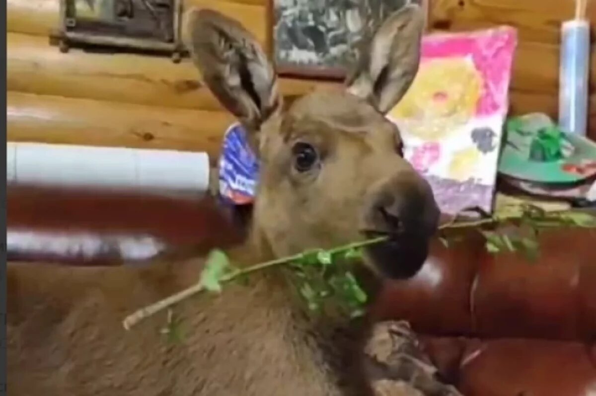    Двух новорожденных лосят спасли в Воскресенском и Сеченовском районах