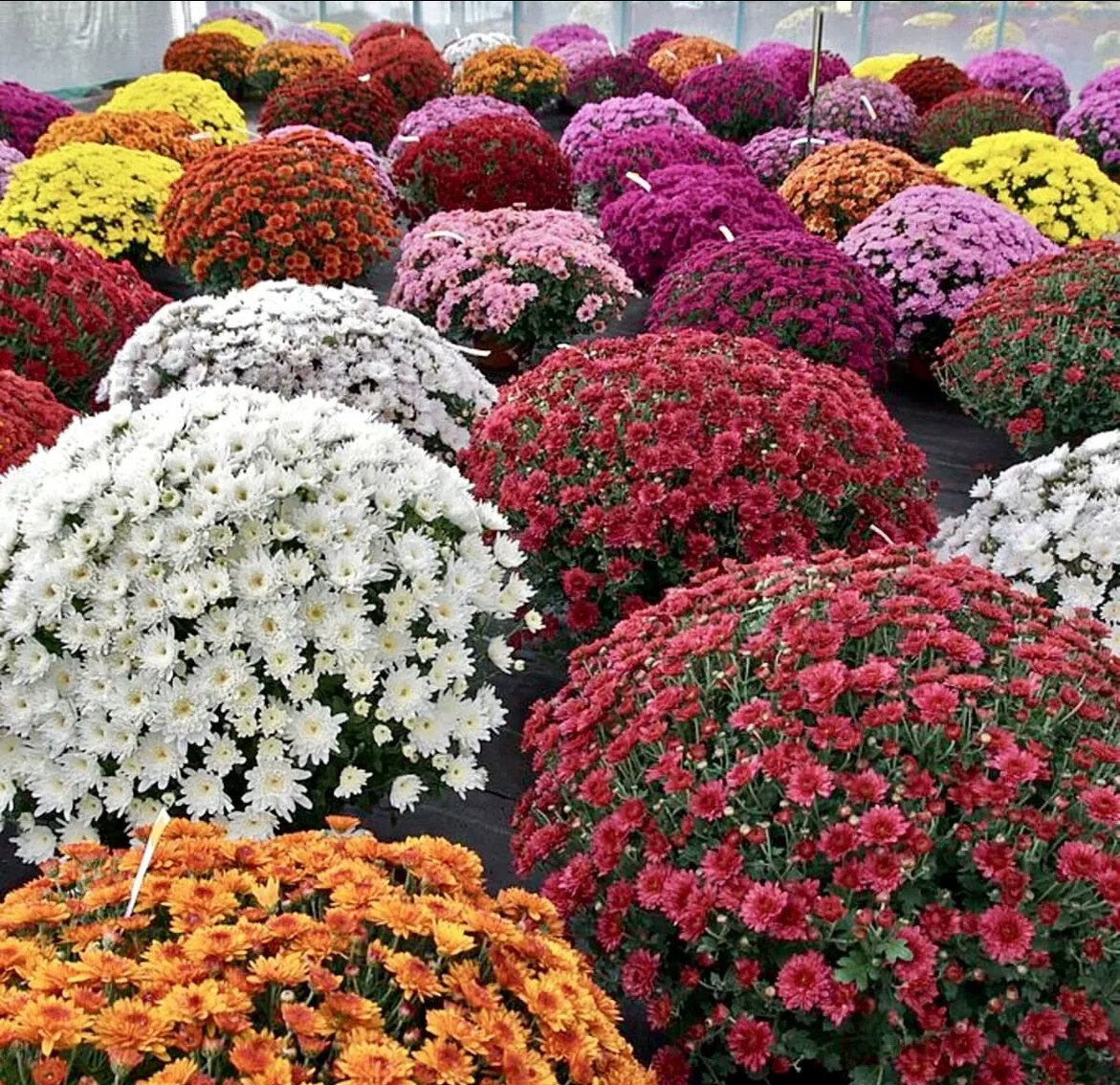 Хризантема мультифлора осенью 