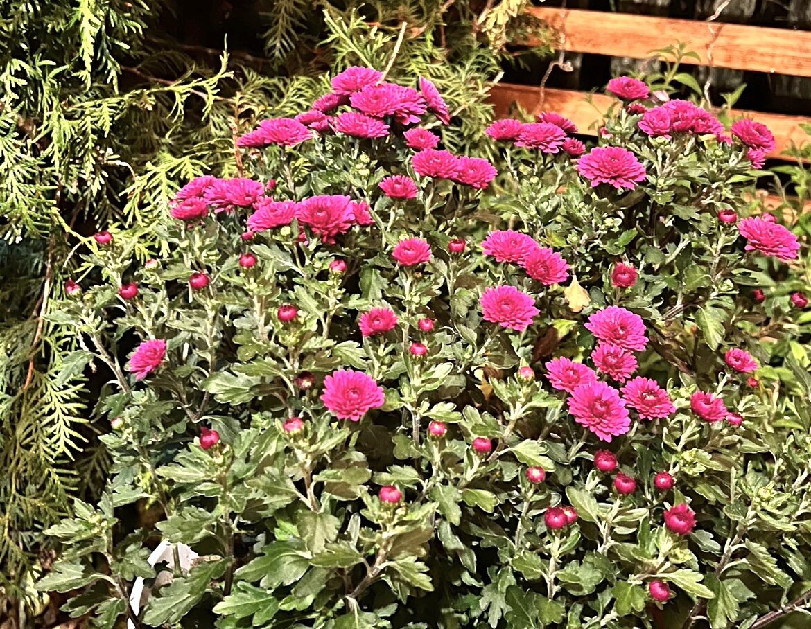 Мультифлора в ноябре 