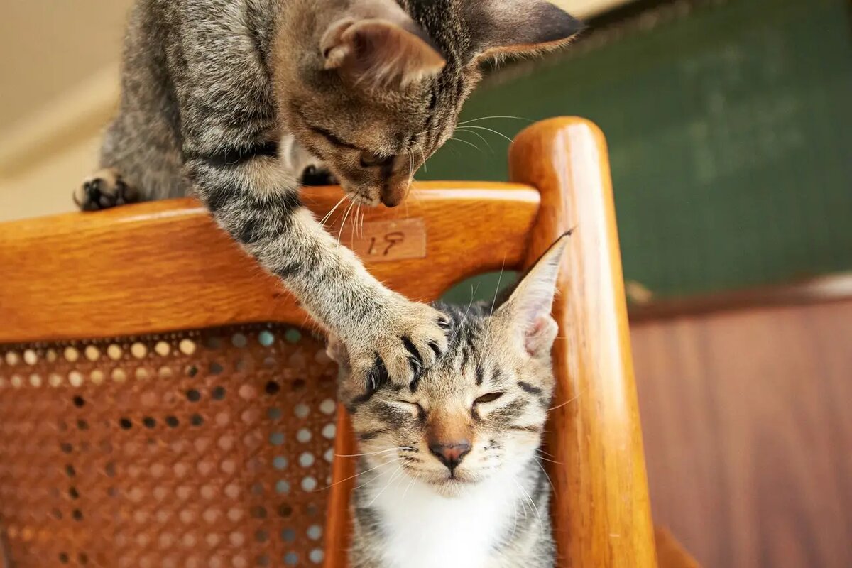    Часто, потенциальные хозяева первой кошки говорят, что им еще нужно подумать о решении взять сразу двух /pexels