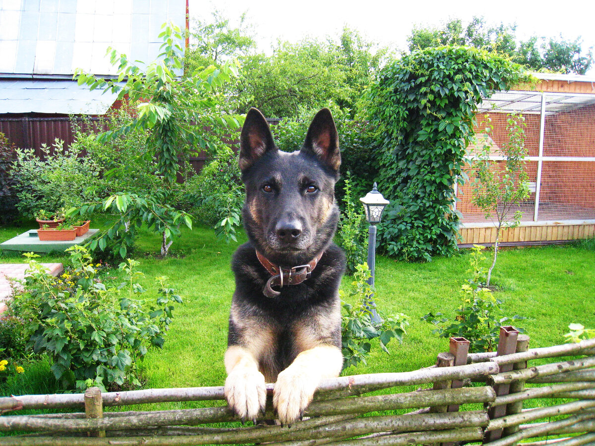 Только благодаря этому красавчику у нас на даче и появился плетень)