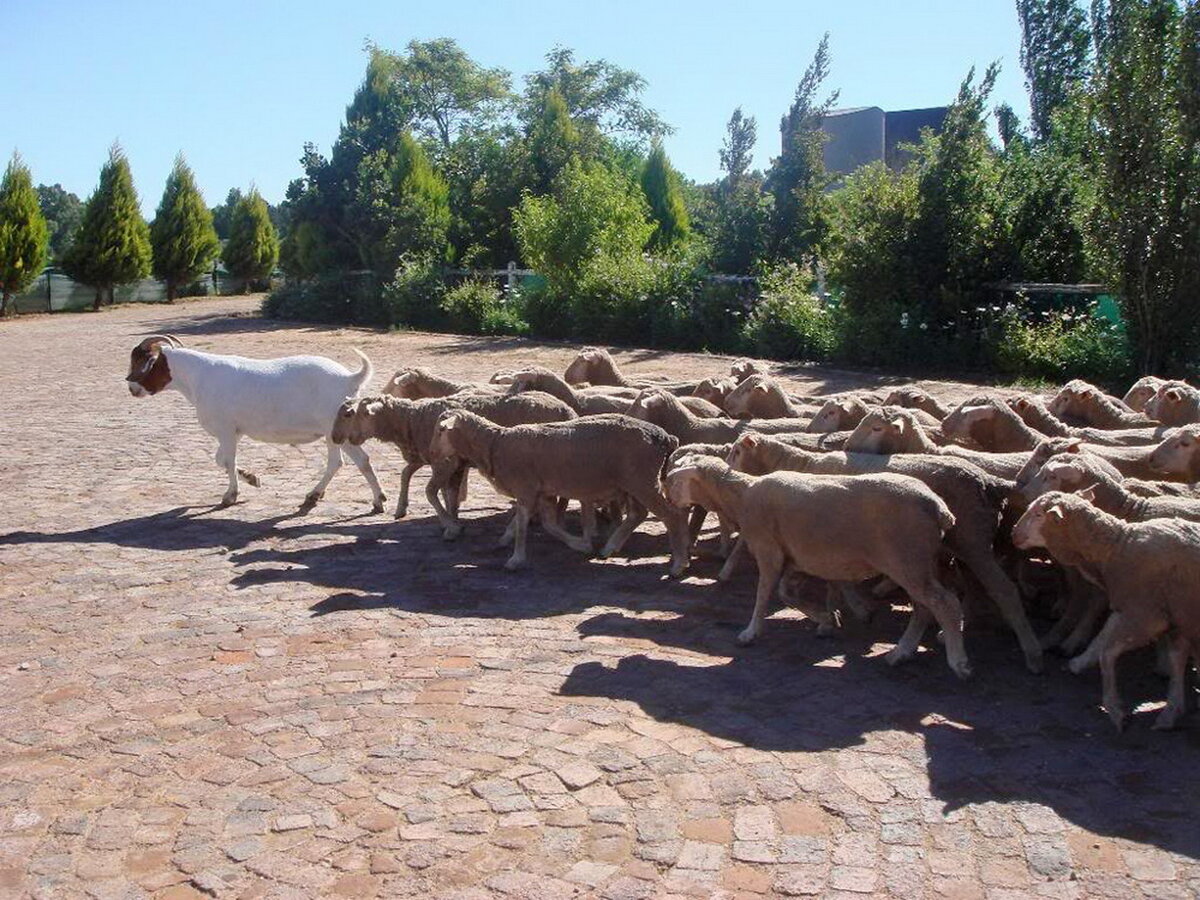 Фото из открытых источников