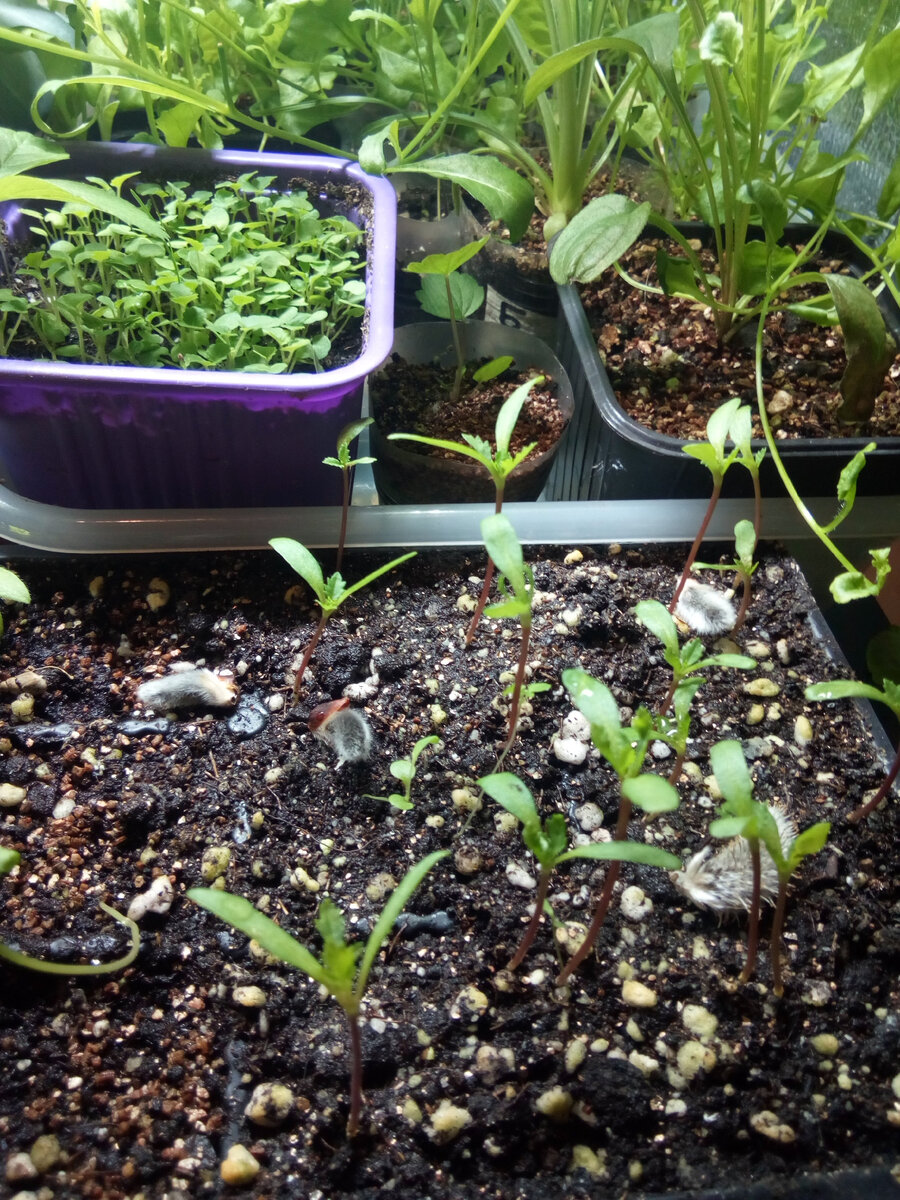 В синеньком горшочке лофант 