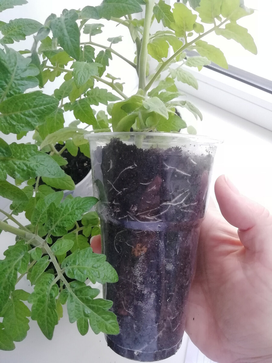 Ёмкость 500 мг, пора делать перевалку 1 л тару