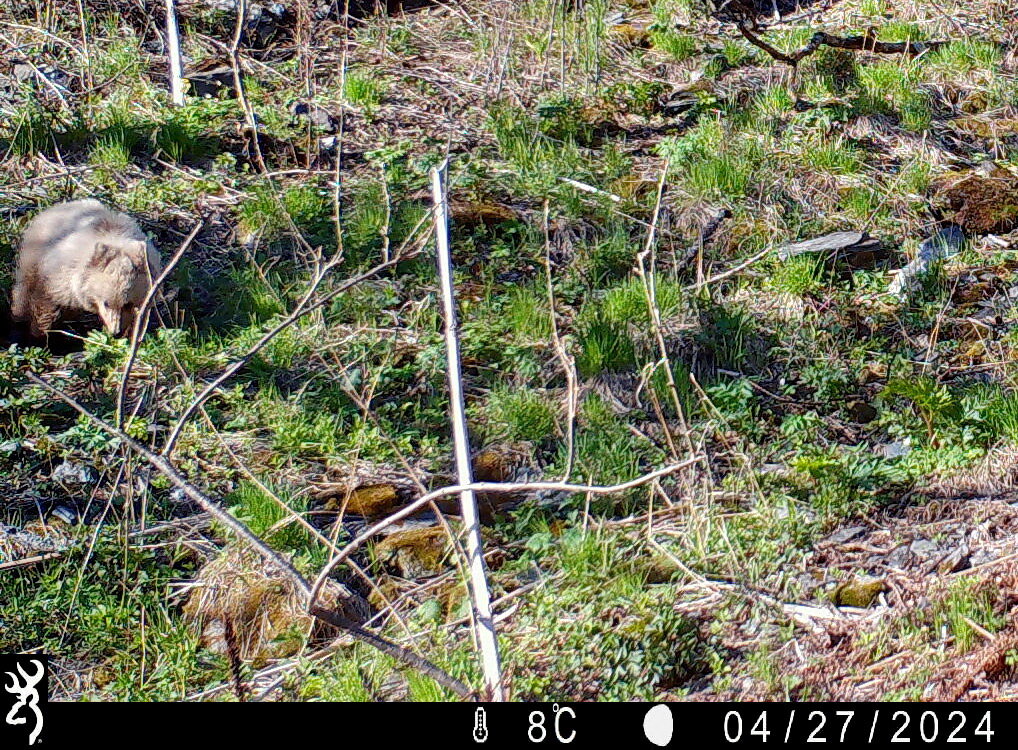 Медвежонок попал в объектив фотоловушки. Апрель 2024г. Установка- Юрий Калинкин