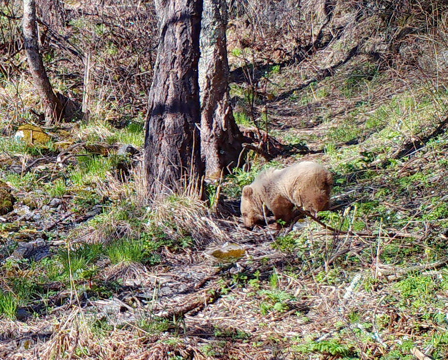 Медвежонок-сирота Тошка, прошедший реабилитацию в Алтайском заповеднике, в апреле 2024 года попал в объектив фотоловушки в месте выпуска.-2-2