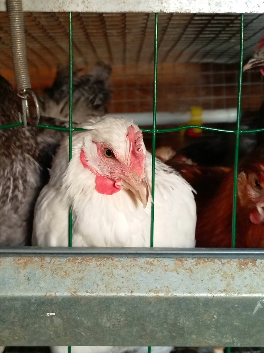 Фото из архива нашего лпх.