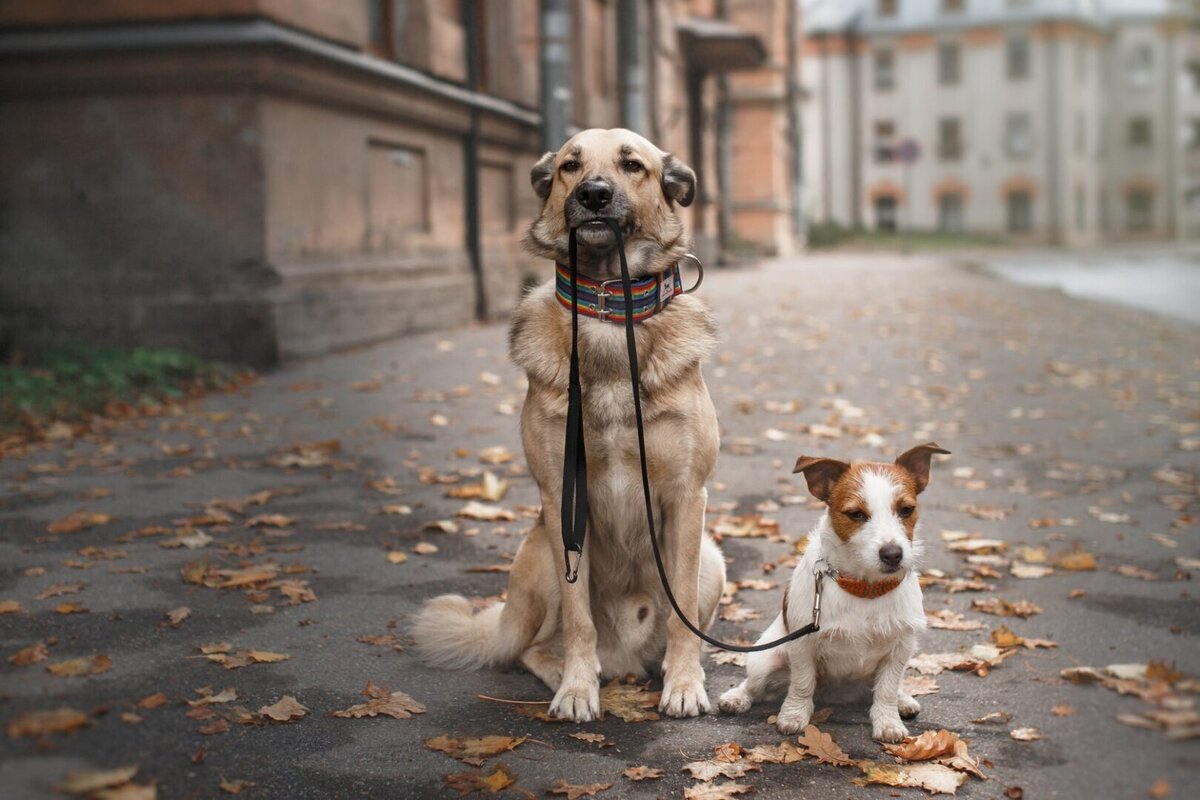 Больше интересного в нашем Telegram-канале! t.me/grand_prix_pet_food
