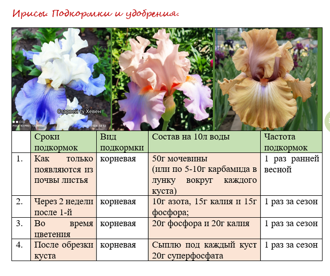 Подкормка ириса. Ирисы отцвели. Опора для ирисов. Подкормка ирисов после цветения. Ирисы отцвели.