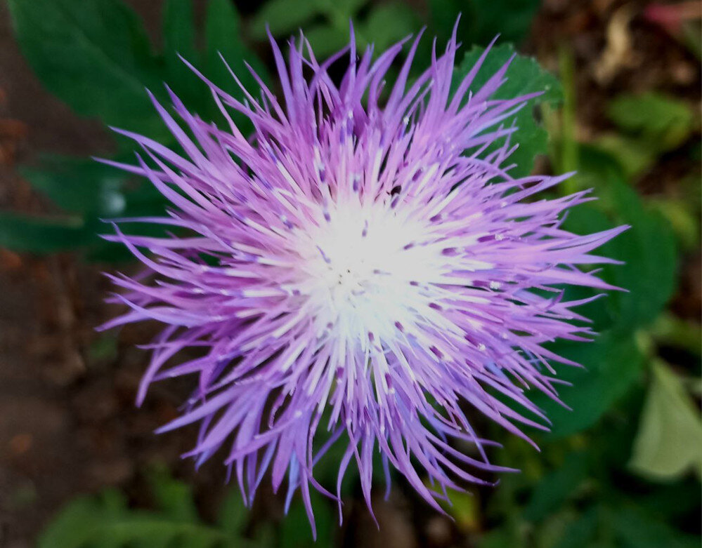 Цветы в Донецке. Май 2024