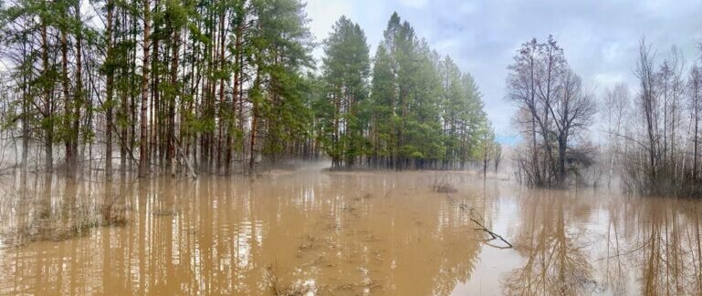    Под воду ушли 24 тысячи гектаров. В Бузулукском бору оценивают нанесенный паводком ущерб Кристина Просвиркина