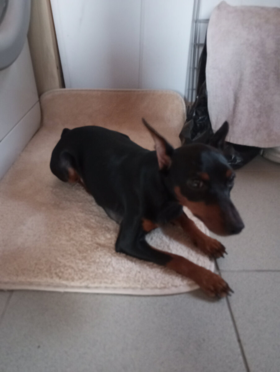 Команда "лежать"