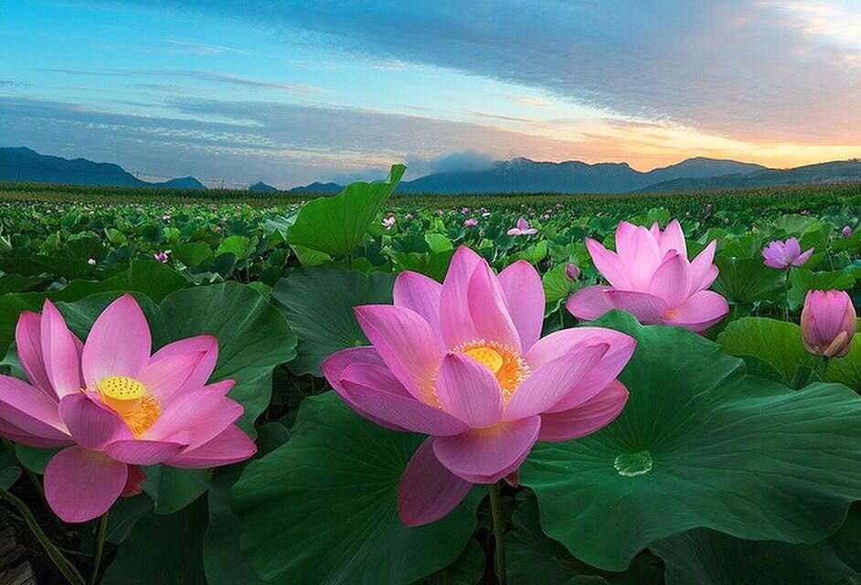 источник idilesom.com