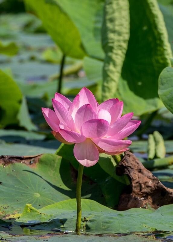 источник idilesom.com