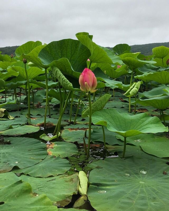 источник idilesom.com