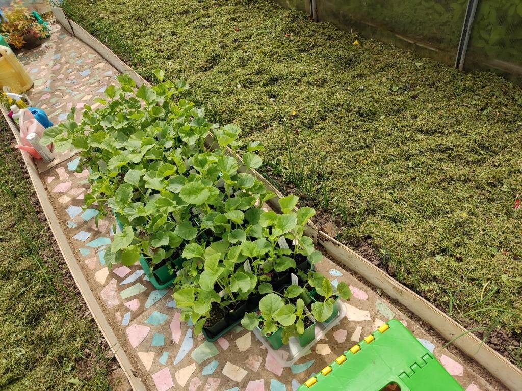 Маленький совет: принесите рассаду накануне в теплицу, где ей предстоит расти — пусть ночку привыкает к новому месту. Адаптируется. А траву лучше раскидывать граблями — это быстрее и удобнее.