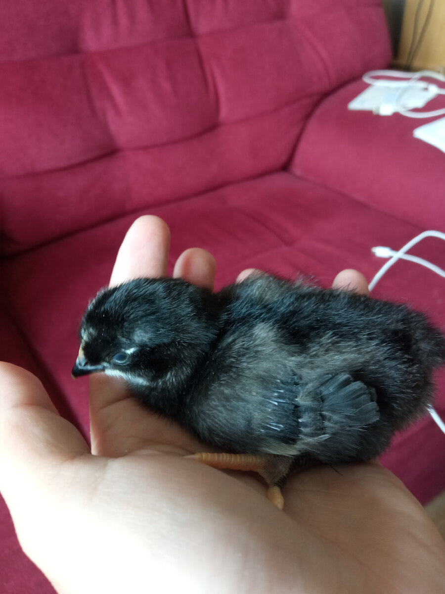 Самая первая родилась)))