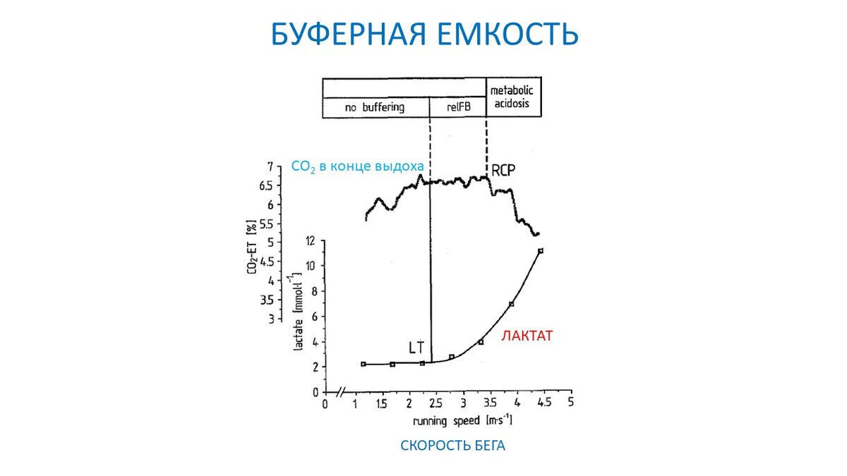 Буферная емкость у спортсменов и нетренированных | Василий Волков | Дзен