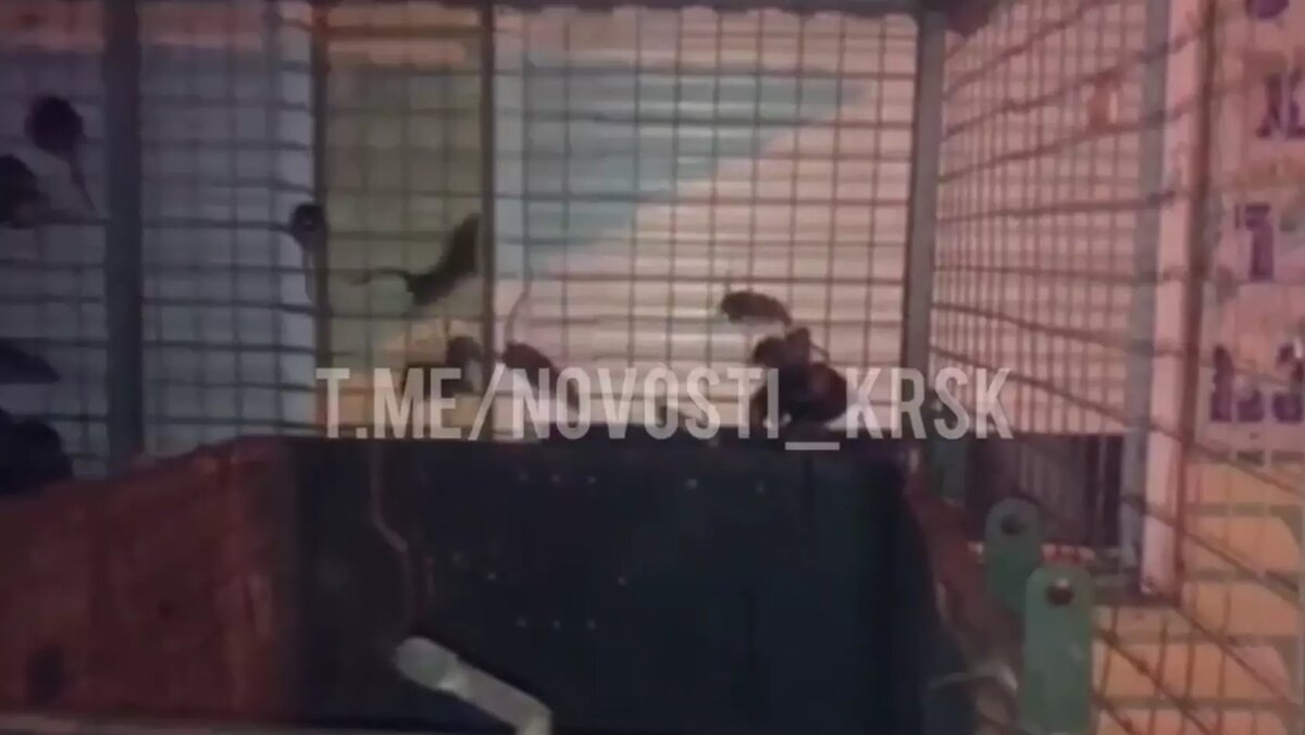     Источник: t.me/novosti_krsk