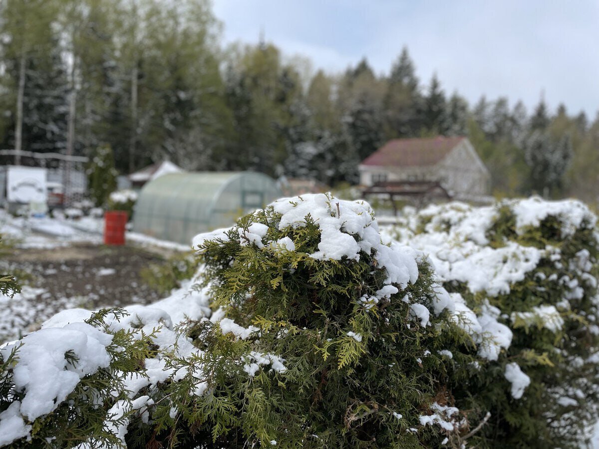 Есть ли жизнь после заморозков? Что сделать на даче в первую очередь после недавних майских заморозковПрактически по всей стране прокатились заморозки, а где-то они еще продолжаются. В результате кто-то облегченно вздохнул – проскочили почти без потерь. Другие радуются, что пострадали лишь отдельные теплолюбивые культуры, а у некоторых картина печальная: черные кусты картошки, погибшая рассада, черные деревья без признаков жизни.Как дальше быть? Это зависит от степени повреждения культур:1. Растения почти не пострадали. Лишь местами можно обнаружить белые листочки и черные верхушки... Не спешите радоваться – все равно урожай в большой опасности.Овощные сразу после заморозков надо из лейки полить холодной водой. Чем холоднее, тем лучше. Чем раньше это сделать, тем благоприятнее эффект. Продублировать его можно поливом под корень.Плодовые деревья и кустарники срочно опрыскайте стимулятором: Эпин Экстра, Циркон, Иммуноцитовит, НВ-101 и др. Если этого не сделать, вся завязь может облететь. Повысьте бдительность и против вредителей и болезней – растения в группе риска.Виноград опрыскайте Кабрио Топом 20 г на 10 л воды + АВС или другой комплекс микроэлементов.2. Побеги и листья пострадали, но есть не только черные участки и здоровые – зеленые.Овощи – также опрыскайте холодной водой с добавкой мочевины 1 спичечный коробок на 10 л воды. Помните: перед заморозком растения подкармливают фосфором и калием, после - азотом. Как только побеги снова тронутся в рост, опрыскайте их Цирконом или НВ-101.Плодовые деревья и кустарники – все тоже, только поливы раз в две недели. Главное – вызвать рост выживших побегов.Виноград – опрыскайте смесью Эпина или Гумата натрия, первый полив проведите сразу после заморозка с добавкой мочевины 20-40 г на 10 л воды. В дальнейшем поливайте растения чистой водой. Почерневшие участки можно вырезать – все равно они не выживут.Продолжение читайте в комментариях. И не забудьте подписаться на канал, чтобы не пропустить новые публикации. Всем удачи!