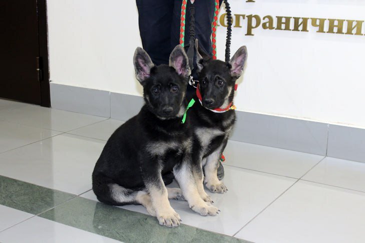    У Хлои и Хильды уже появились свои кинологи. Фото Управления ФСБ по Новосибирской области.