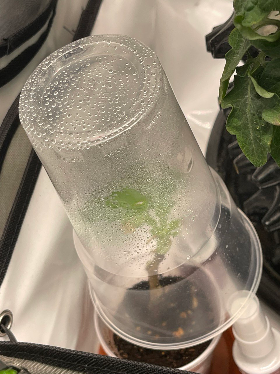 Черенок инжира Сладкоежка