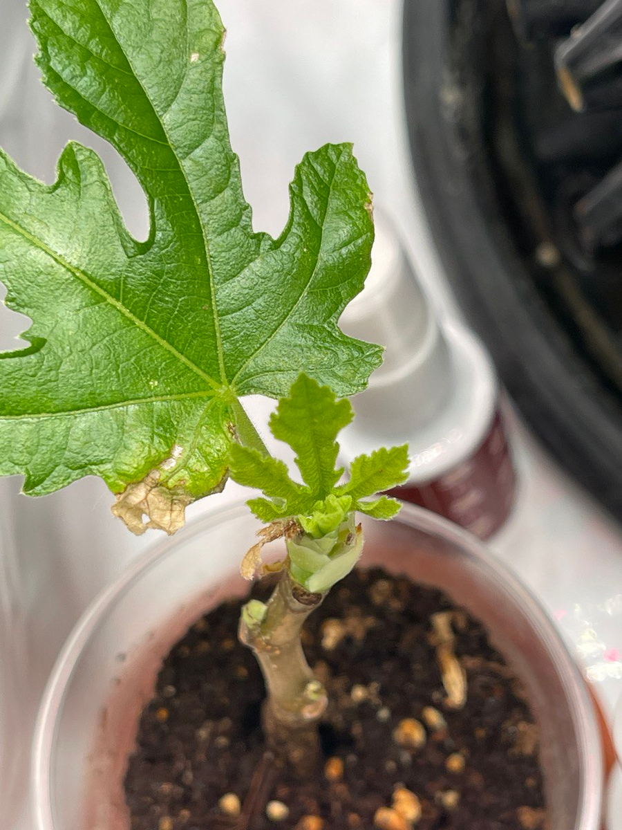 Черенок инжира Сладкоежка