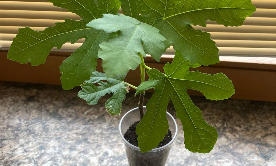 Укоренили черенок от инжира Сладкоежка. Часть 2