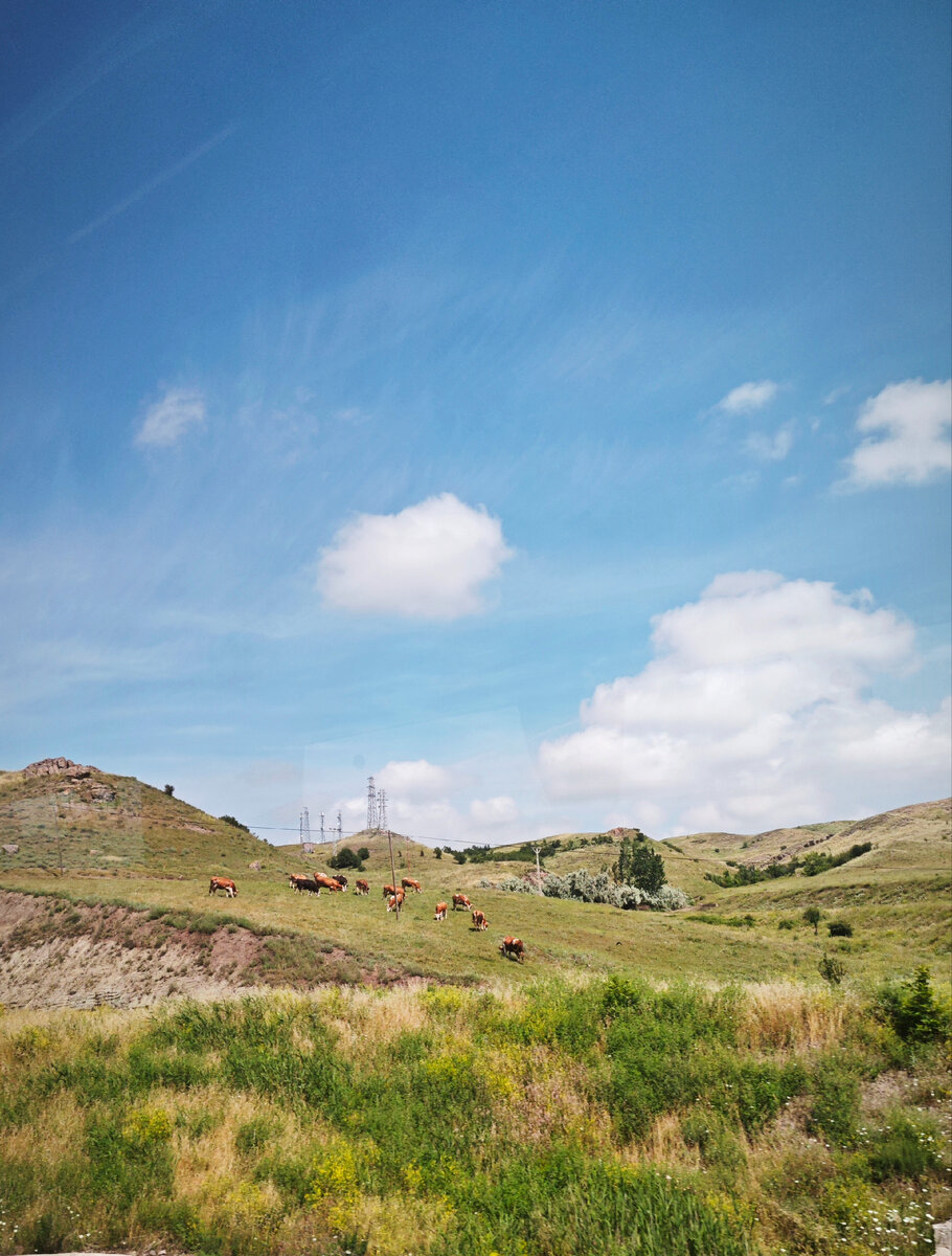 Коровы + горки = милота