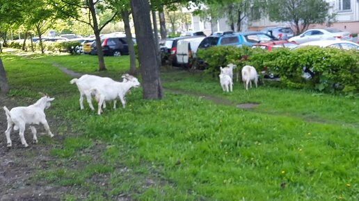 Бутовские козы