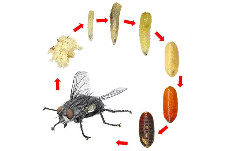 Цикл развития мухи