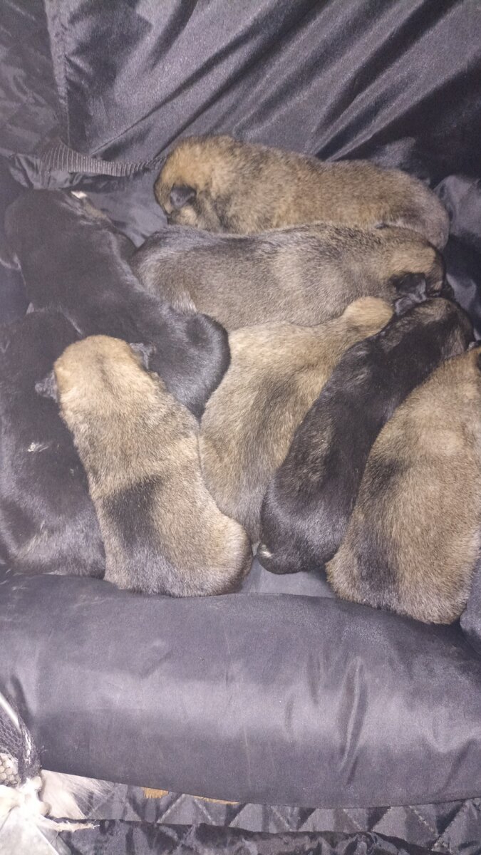 Крохи, остались без мамы. Это фото, когда мы их только только спасли от неминуемой смерти в холодную ночь!