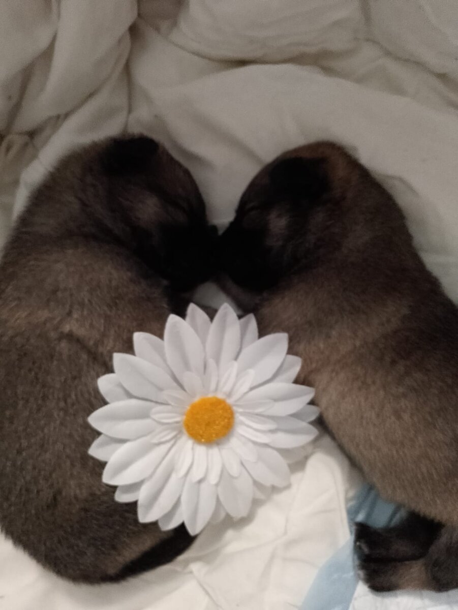 какие же они крошки. Господи, детки даже не подозревают, что произошло! Что их мамы больше нет🥺😭 Такие щенки, выкормленные людьми, воспринимают человека как маму! Самые преданные собаки вырастают