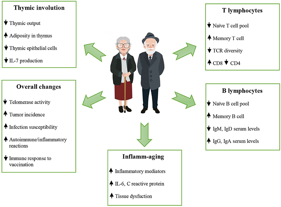 Проблемы с иммунитетом у пожилых людей в одной картинке https://www.frontiersin.org/journals/immunology/articles/10.3389/fimmu.2019.02247/full
