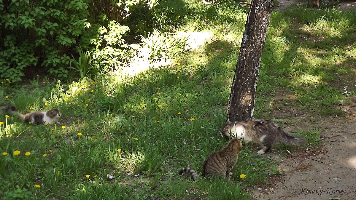 День любви к деревьям в России. 